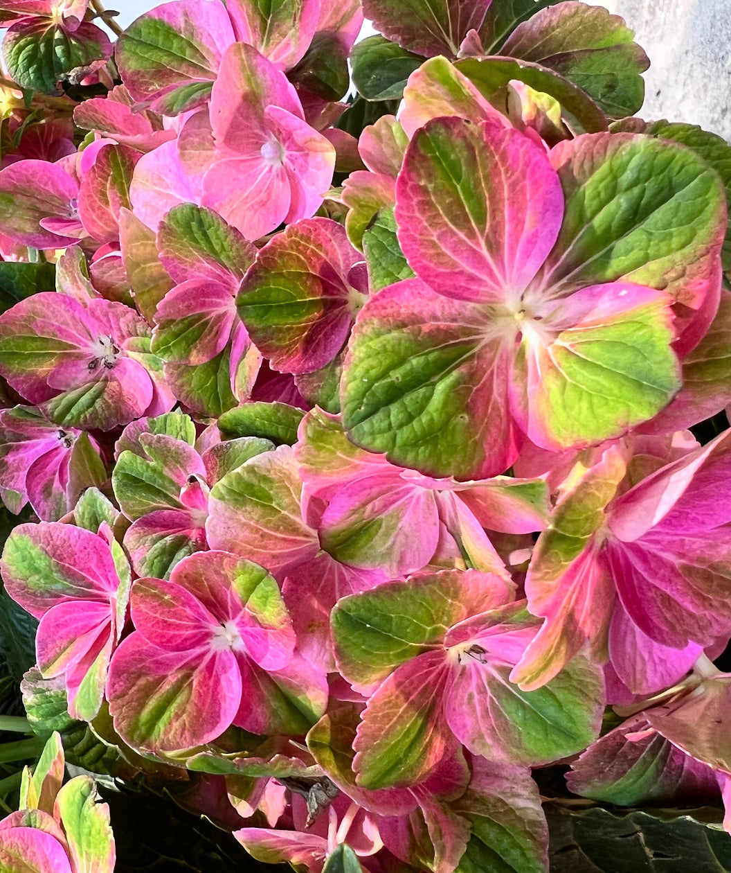 Close up of Tilt-A-Swirl Bigleaf Hydrangea flowers, large clusters of small flowers that are pink and green combined