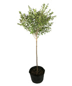 Tinkerbelle Lilac potted tree full of small, deep green leaves