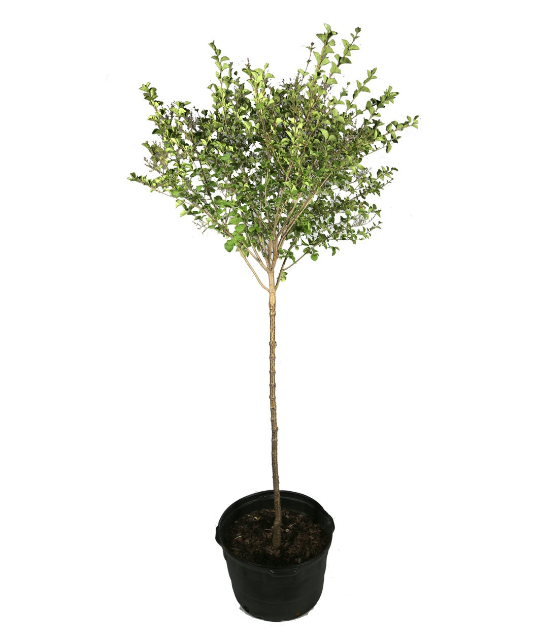 Tinkerbelle Lilac potted tree full of small, deep green leaves