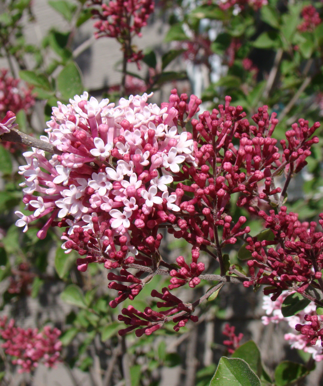 Tinkerbelle Lilac closeup of the hot pink buds and the light pink-white flowers