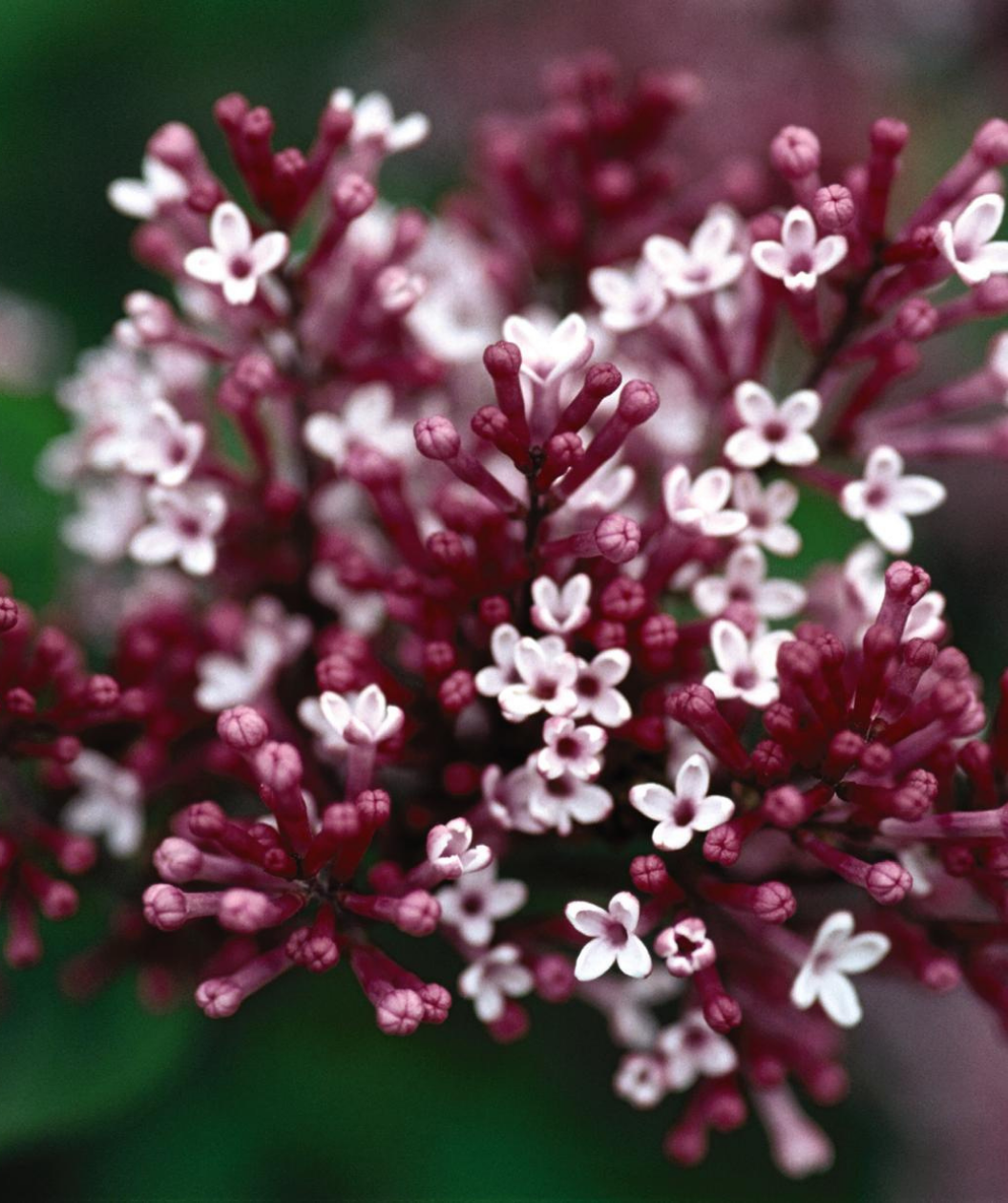 Tinkerbelle Lilac's dainty pink-white flowers and tubular hot pink buds