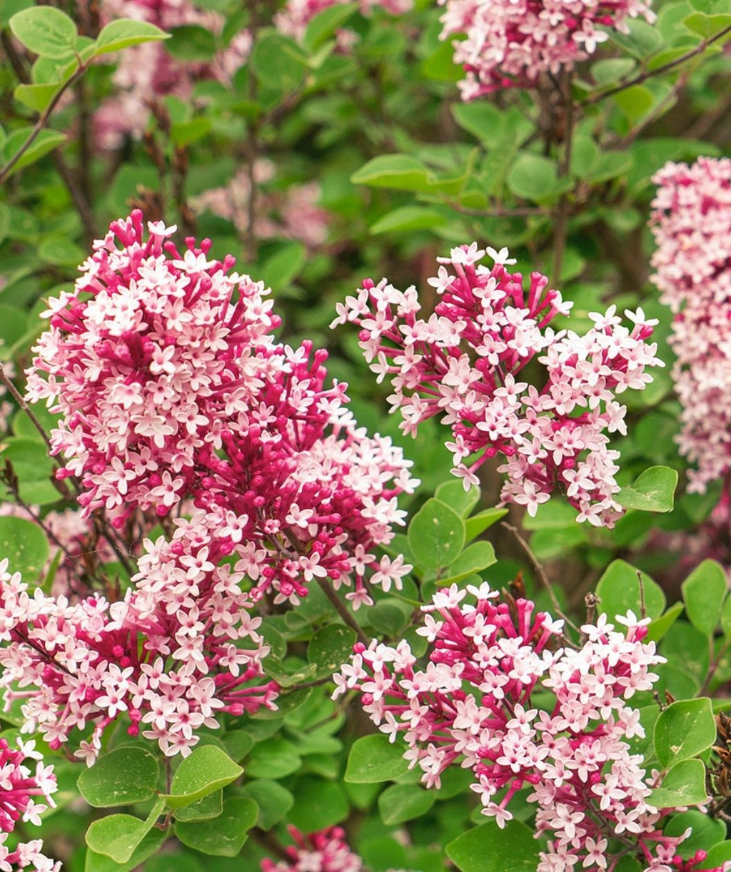Tinkerbelle Lilac's dainty pink-white flowers and rounded green leaves planted in landscape