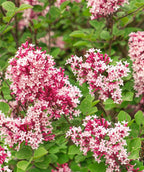 Tinkerbelle Lilac's dainty pink-white flowers and rounded green leaves planted in landscape
