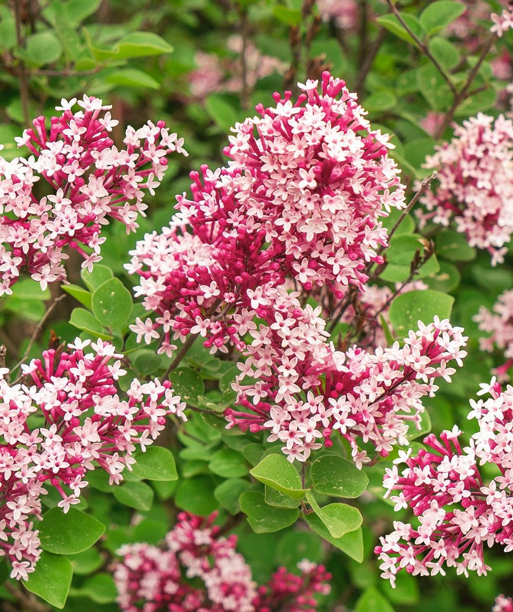 Clusters of pink-white Tinkerbelle flower clusters planted in the landscape