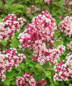 Clusters of pink-white Tinkerbelle flower clusters planted in the landscape
