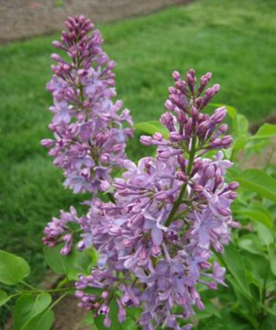 Tiny Dancer Lilac closeup of light violet flower clusters with deep green foliage planted in garden bed along grassy area