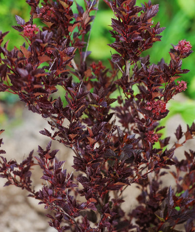 Close up of Tiny Wine Ninebark, small dark maroon colored foliage with small clusters of small redish-pink flower buds starting to emerge