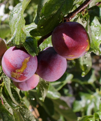 Toka Japanese Plum closeup of purple-red fruit with yellow streaks hanging from the plum tree