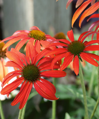 Tomato Soup Coneflowers bright red-orange flowers with brown-green centers
