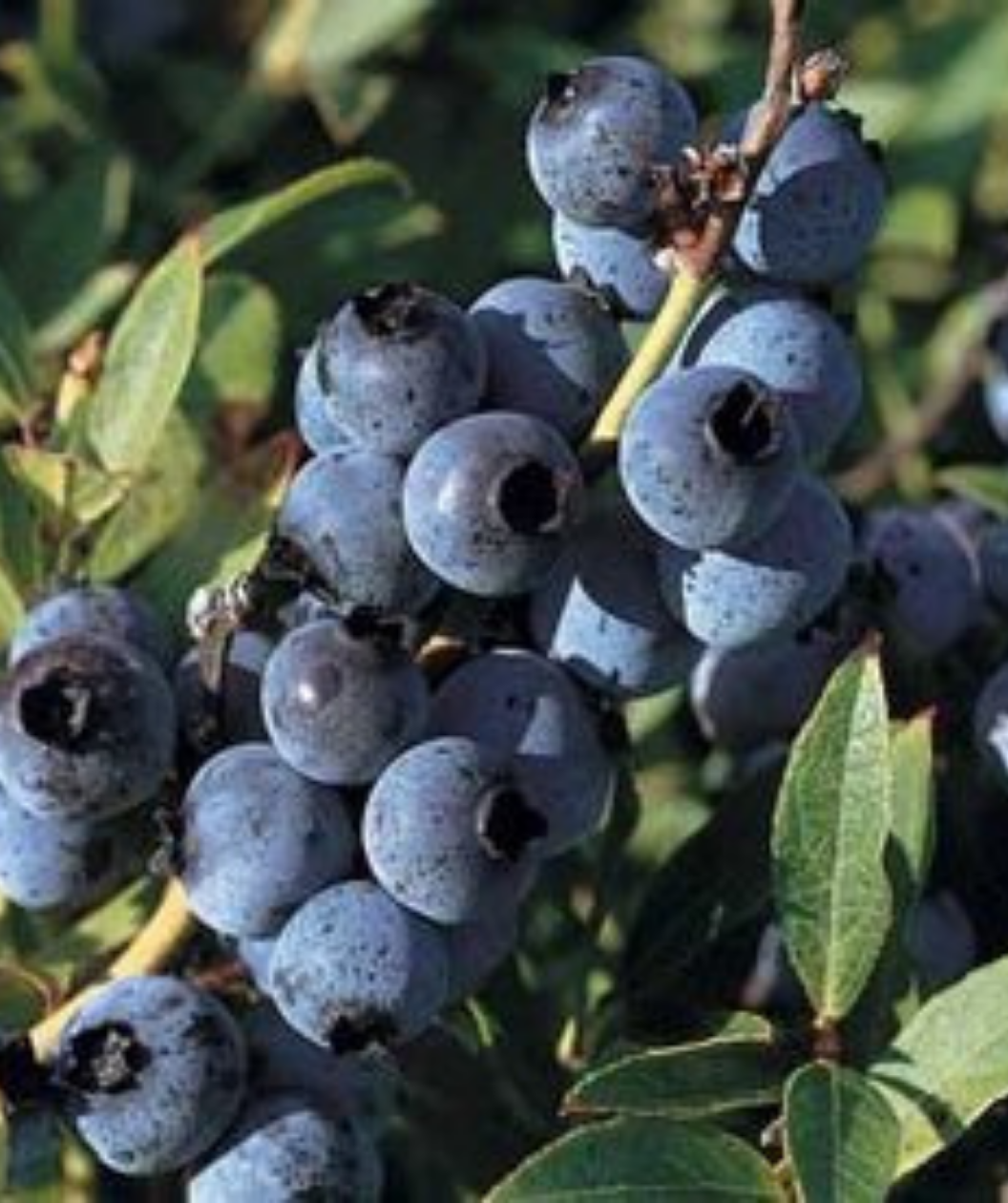Closeup of dark blue Top Hat Blueberries with deep green foliage in background