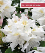 Evergreen Azaleas