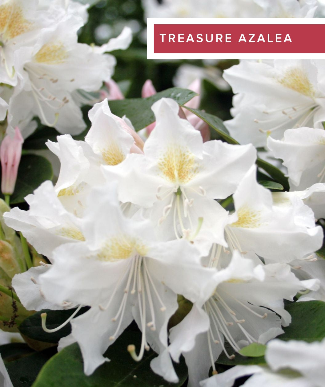 Evergreen Azaleas