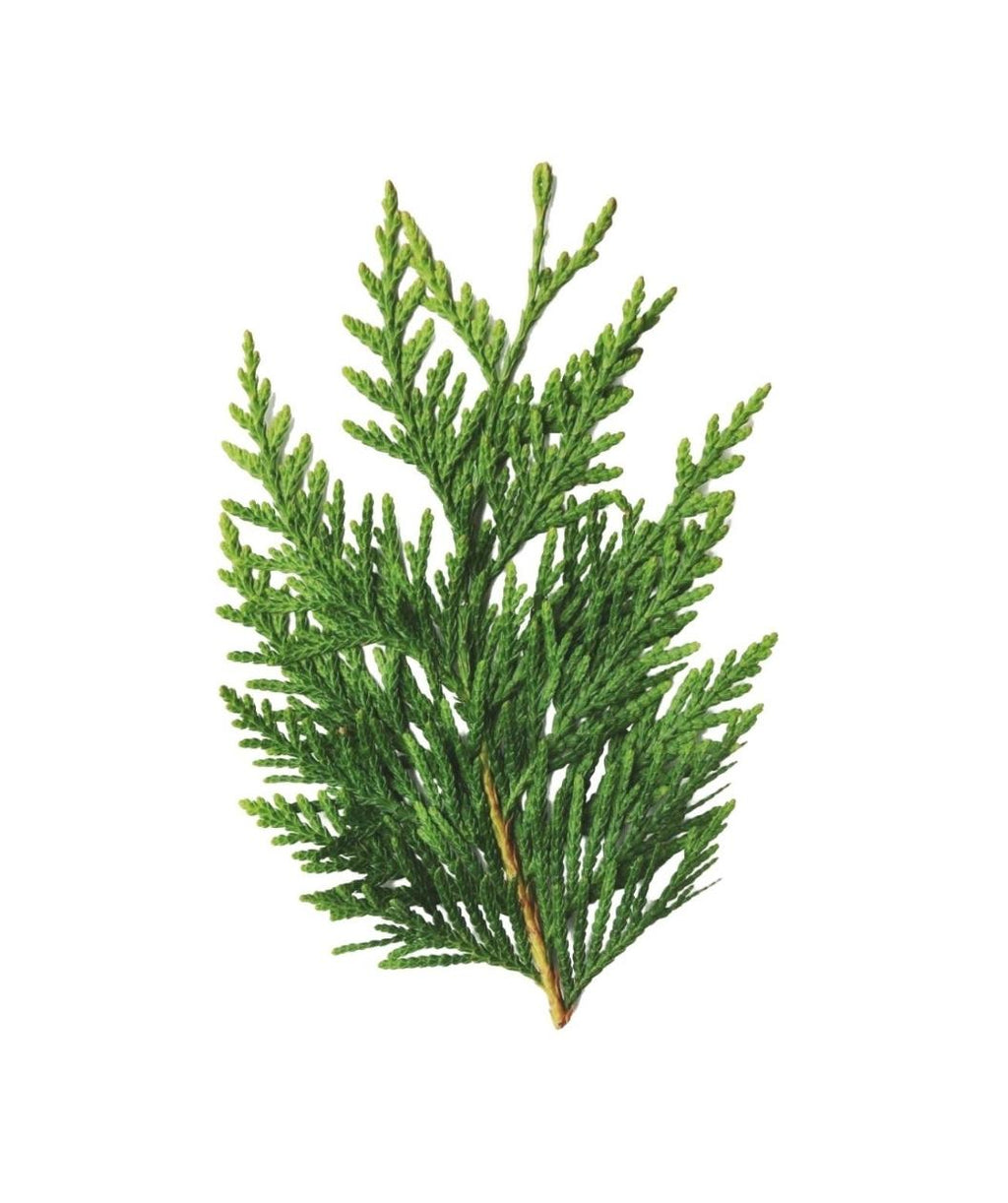Arborvitae