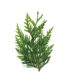 Arborvitae