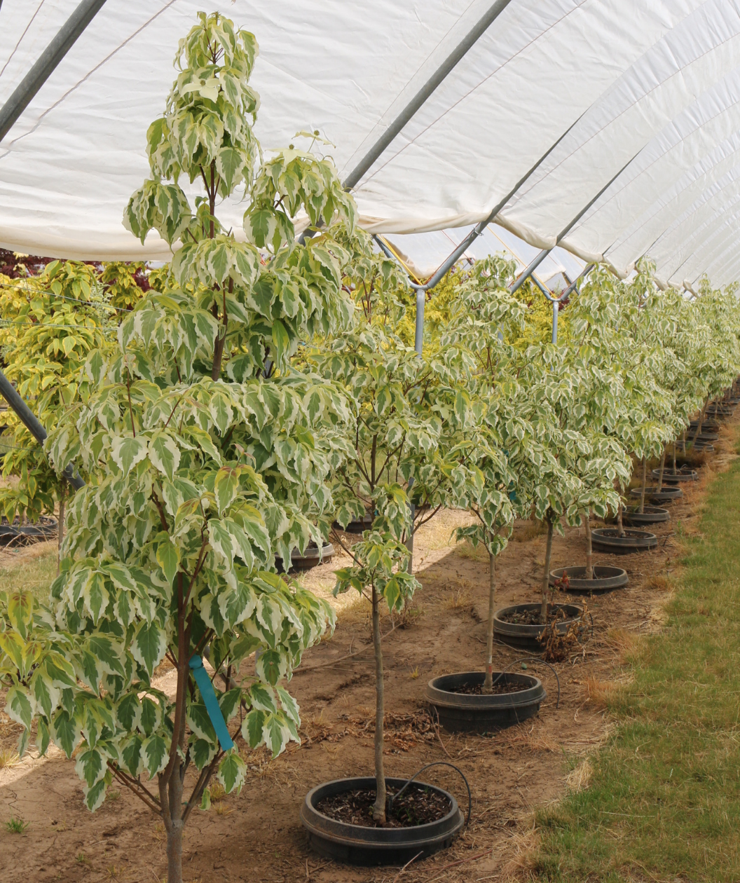 Tri-Splendor Japanese Dogwoods in a grower's setting with a white shade cloth overhead, protecting the white and green variegated leaves from the sun