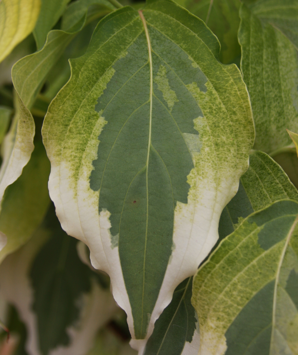 A single leaf of the Tri-Splendor Japanese Dogwood showing the creamy white outer edge of the leaf, while the center is a solid green and the bottom a bright green