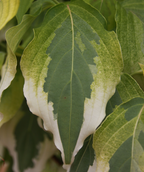 A single leaf of the Tri-Splendor Japanese Dogwood showing the creamy white outer edge of the leaf, while the center is a solid green and the bottom a bright green