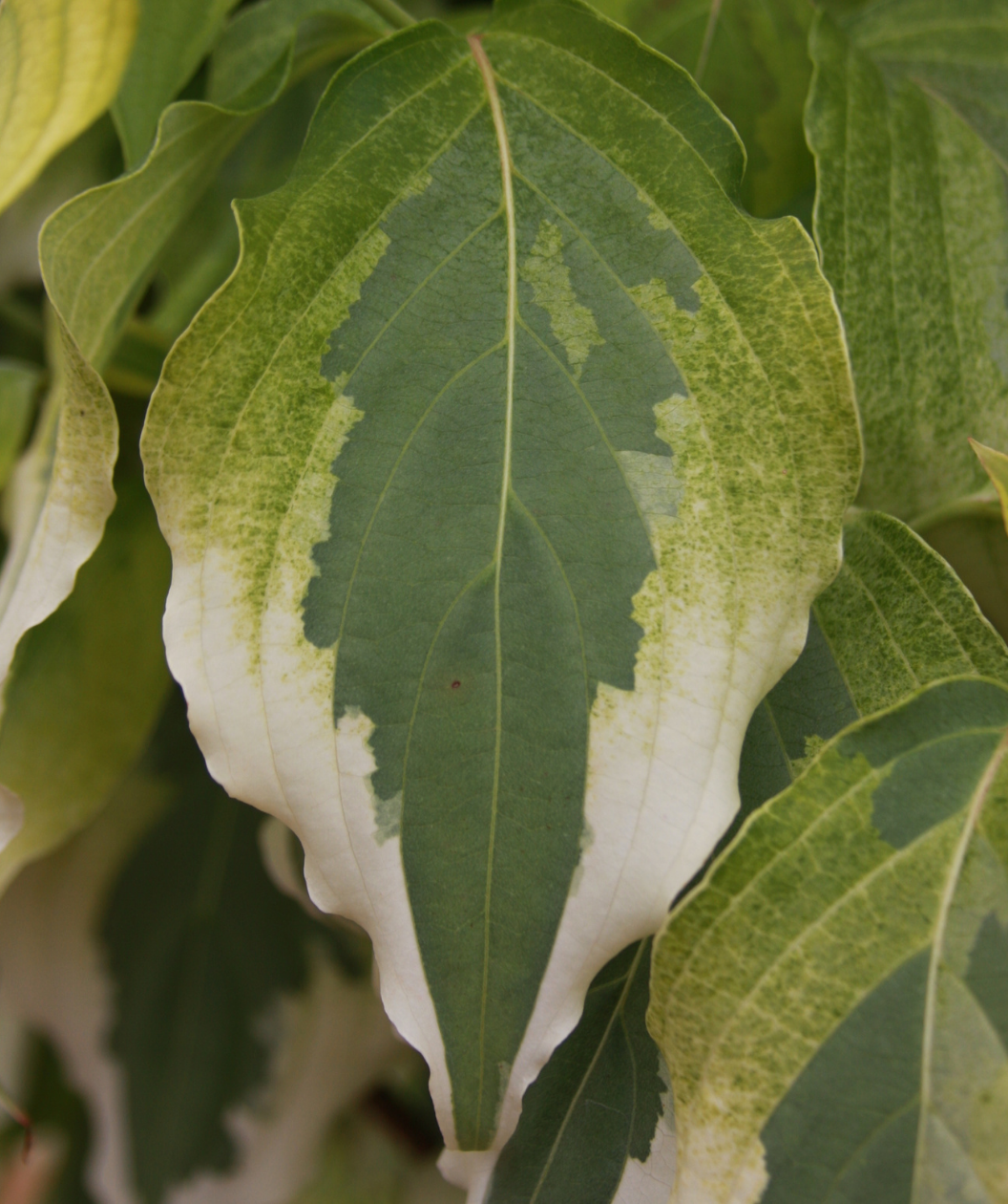 A single leaf of the Tri-Splendor Japanese Dogwood showing the creamy white outer edge of the leaf, while the center is a solid green and the bottom a bright green