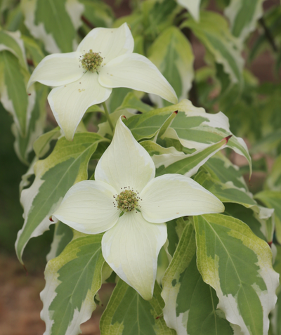 A closeup of the creamy white, four-petaled flower of the Tri-Splendor Japanese Dogwood against the creamy white and green variegated foliage