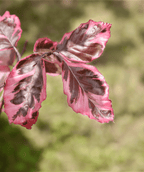 Close up of Tricolor European Beech branch, several oval shaped leaves with dark green to purple centers with reddish-pink edges