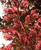 Close up of Tricolor European Beech branch, several oval shaped leaves with dark green to purple centers with reddish-pink edges