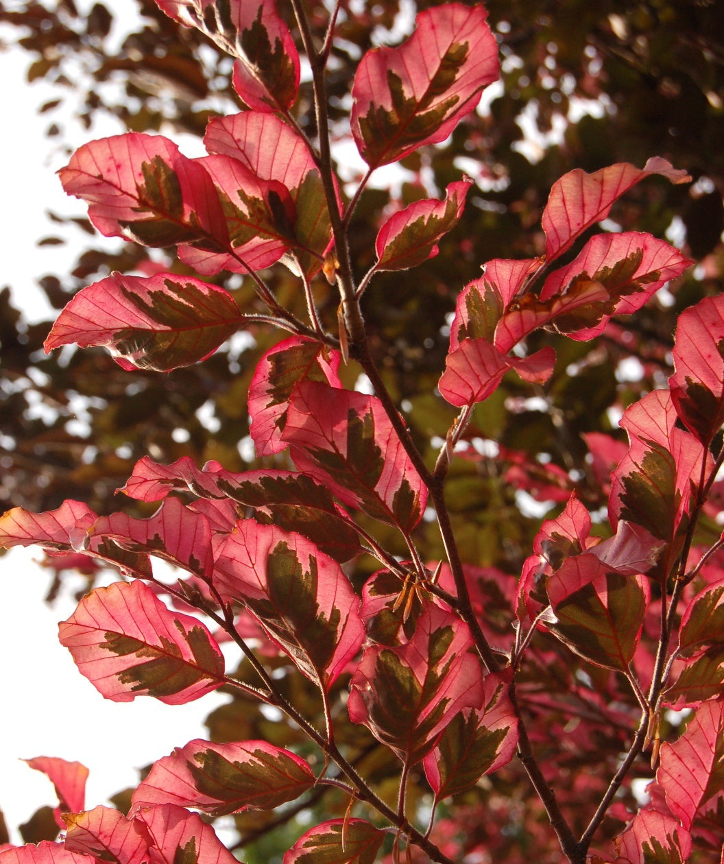 Close up of Tricolor European Beech branch, several oval shaped leaves with dark green to purple centers with reddish-pink edges