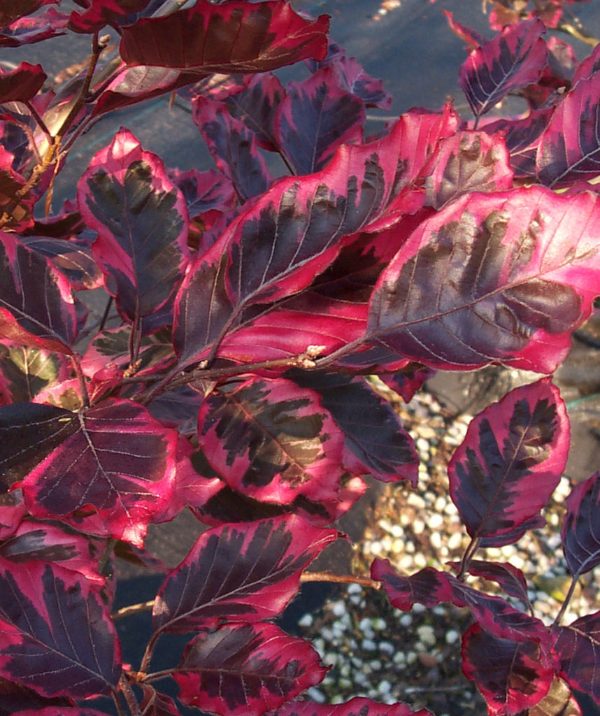 fagus sylvatica purpurea tricolor Tricolor European Beech | 2XL TREE | 5-6 ft. tall | Ships in
