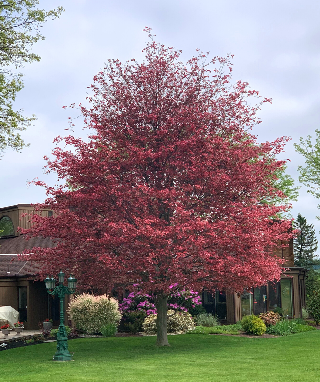 Tricolor European Beech planted in a landscape, oval shaped leaves with dark green to purple centers with reddish-pink edges and smooth gray bark