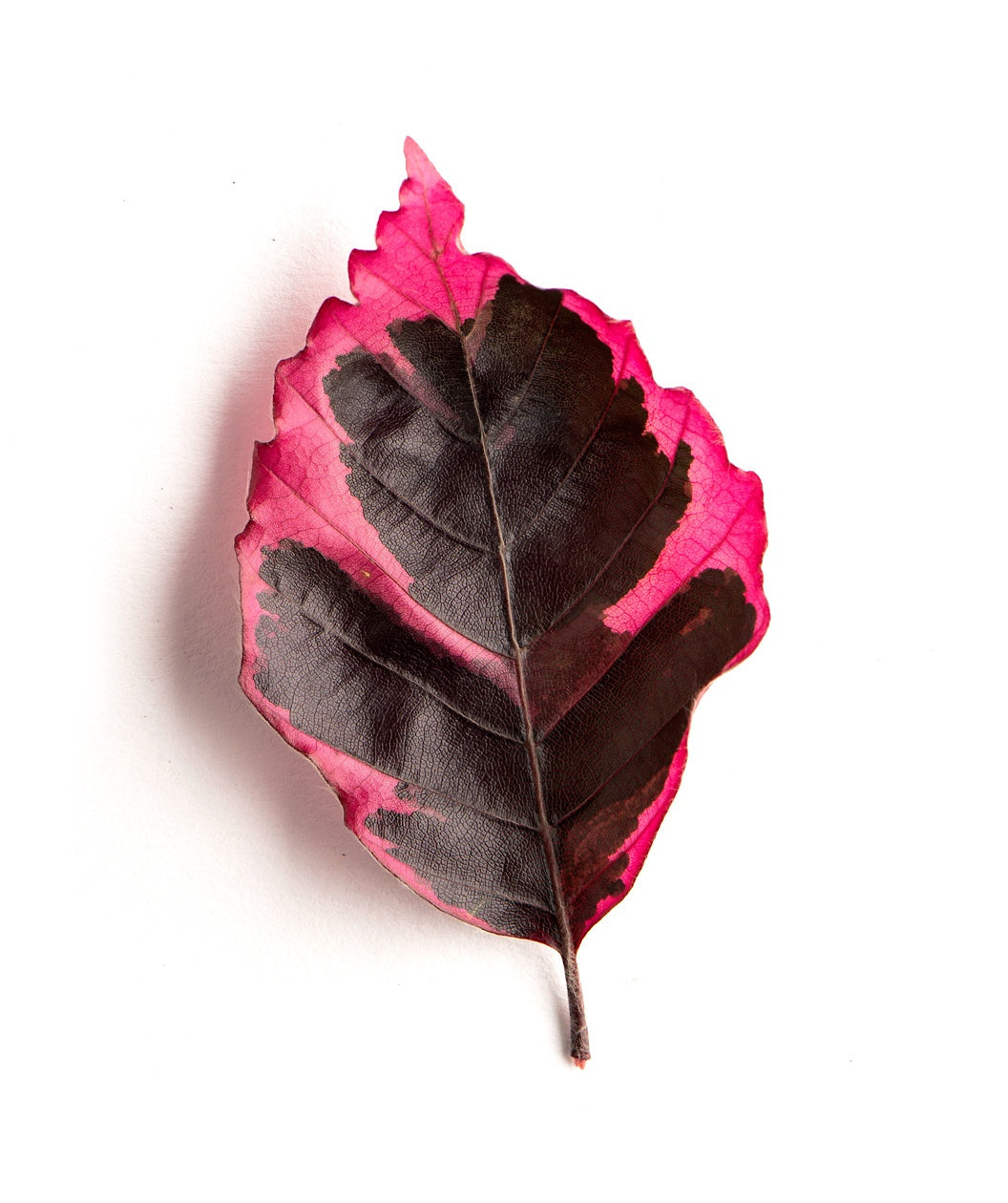 Tricolor European Beech Leaf on white, dark green to purple centers with reddish-pink edges on a purple stem