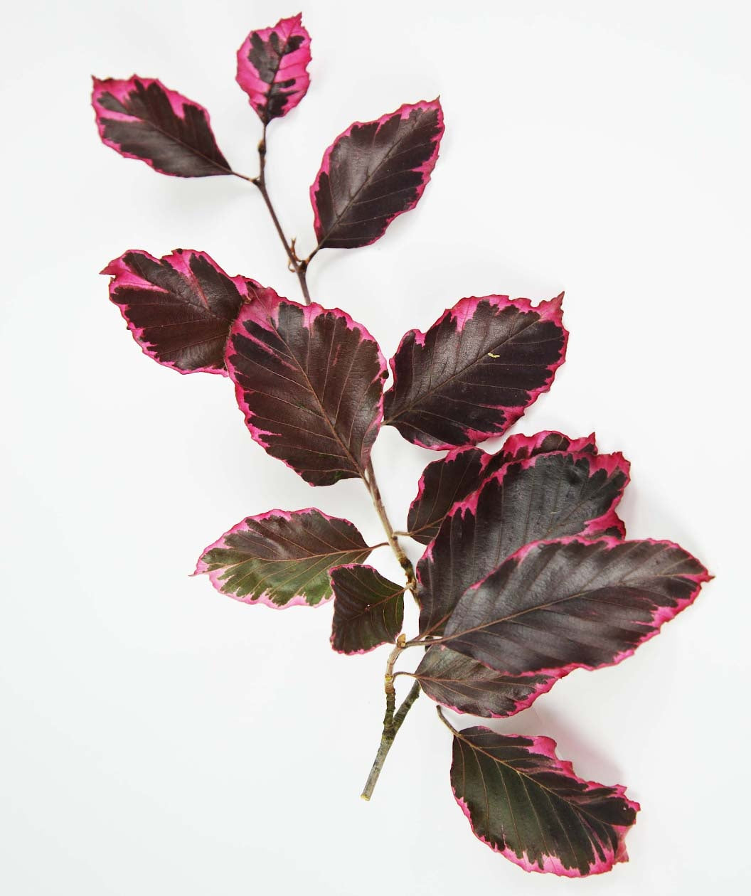 Tricolor European Beech