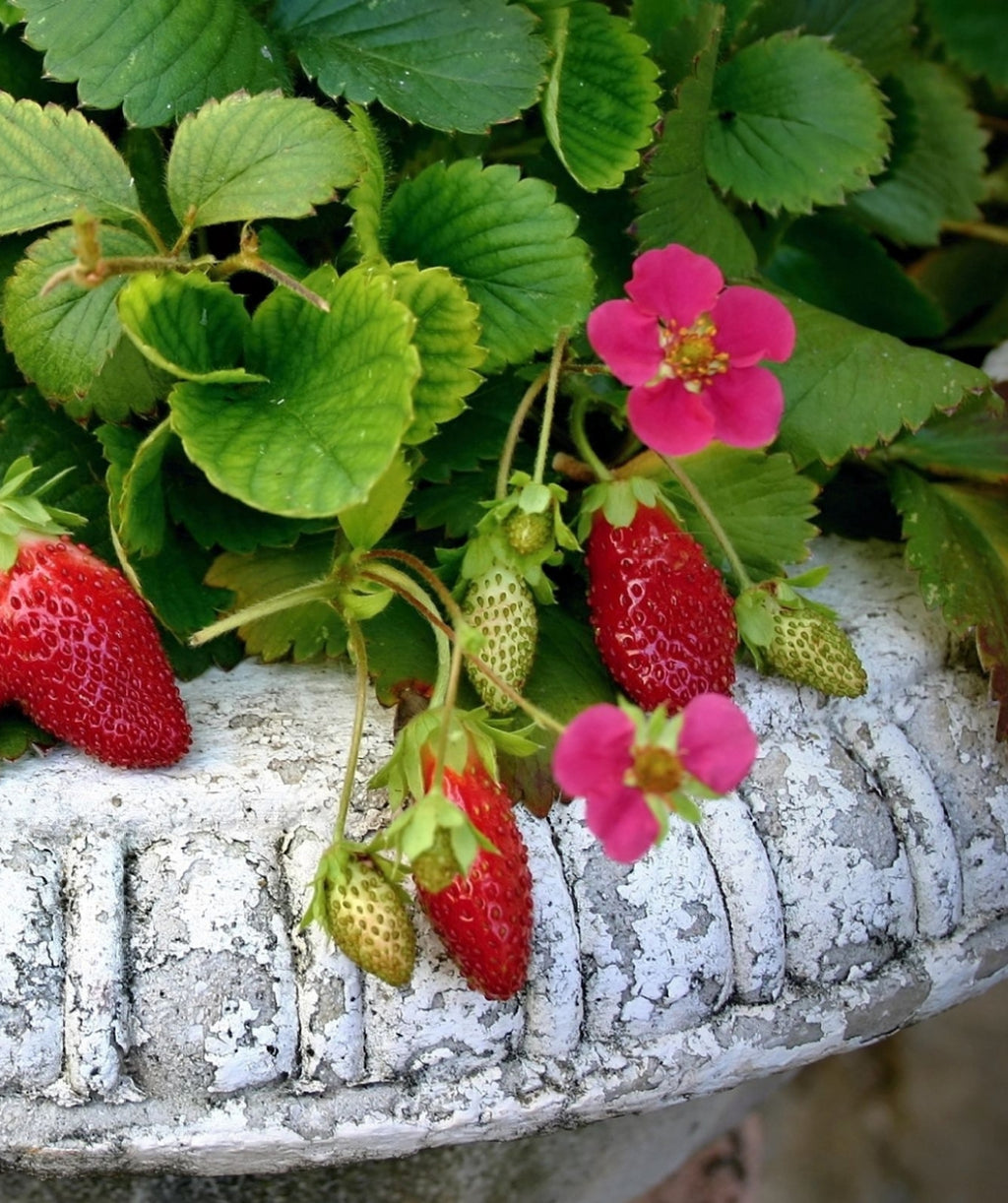 Close up of Tristian Everbearing Strawberry in a decorative pot, small pink flowers with ripe red strawberries and green unripened strawberries all emerging from crinkled looking green foliage
