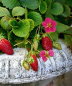 Close up of Tristian Everbearing Strawberry in a decorative pot, small pink flowers with ripe red strawberries and green unripened strawberries all emerging from crinkled looking green foliage