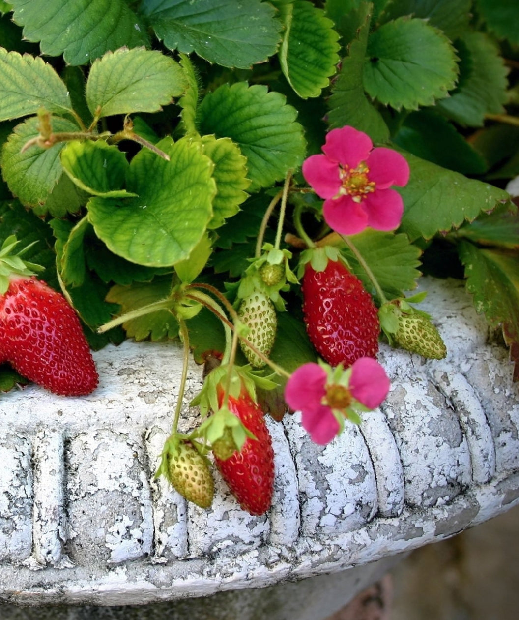 Close up of Tristian Everbearing Strawberry in a decorative pot, small pink flowers with ripe red strawberries and green unripened strawberries all emerging from crinkled looking green foliage