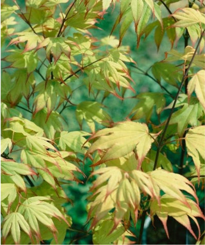 Close up of Tsuma Gaki Japanese Maple, pointed lobed leaves that are yellow-green in color with red tips
