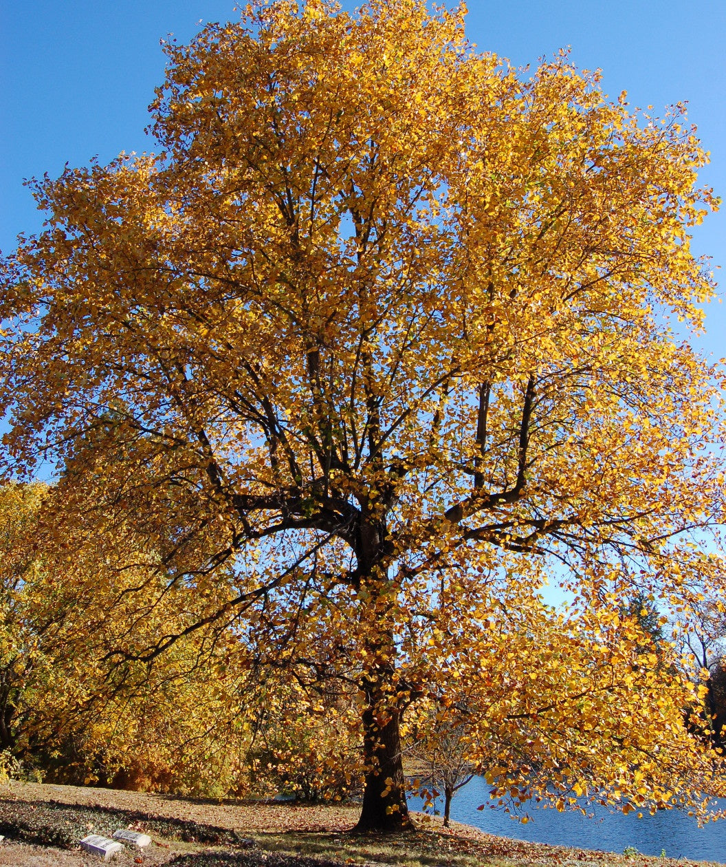 A mature Tulip Poplar planted next to a body of water with yellow fall leaves on the branches and on the ground