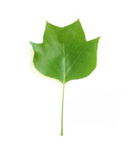 Tulip Poplar four-lobed, dinosaur-foot-shaped spring and summer green leaf on a white background