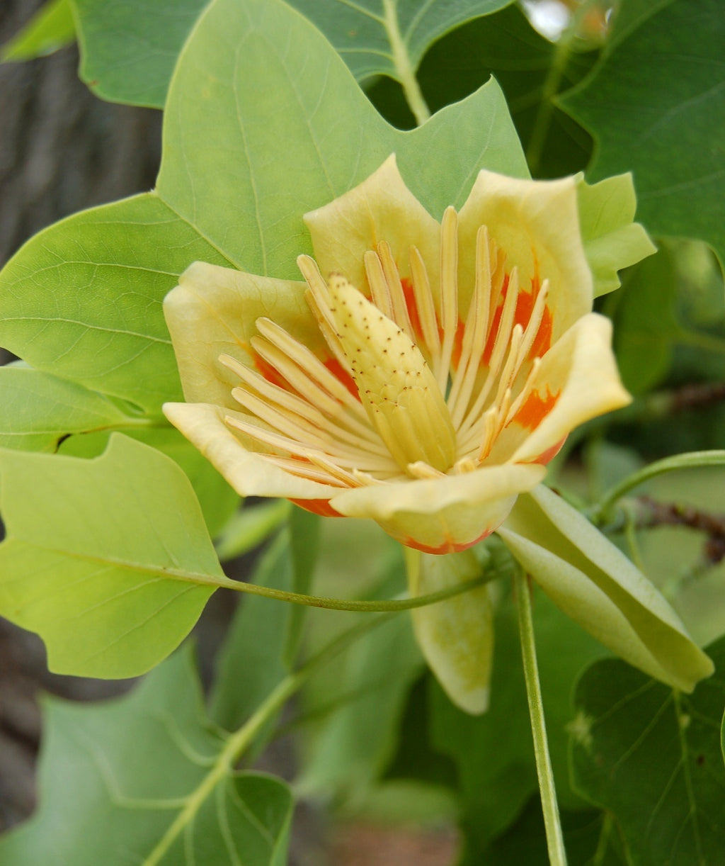 A closeup of the Tulip Poplar yellow flower with orange-red spots on the bottom of each petal surrounded by the green foliage