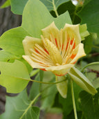 A closeup of the Tulip Poplar yellow flower with orange-red spots on the bottom of each petal surrounded by the green foliage