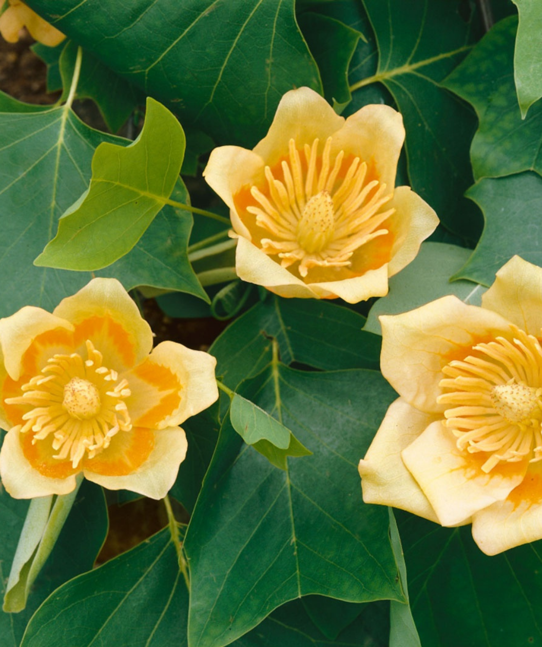 Three yellow and orange Tulip Poplar flowers blooming amongst dark green leaves