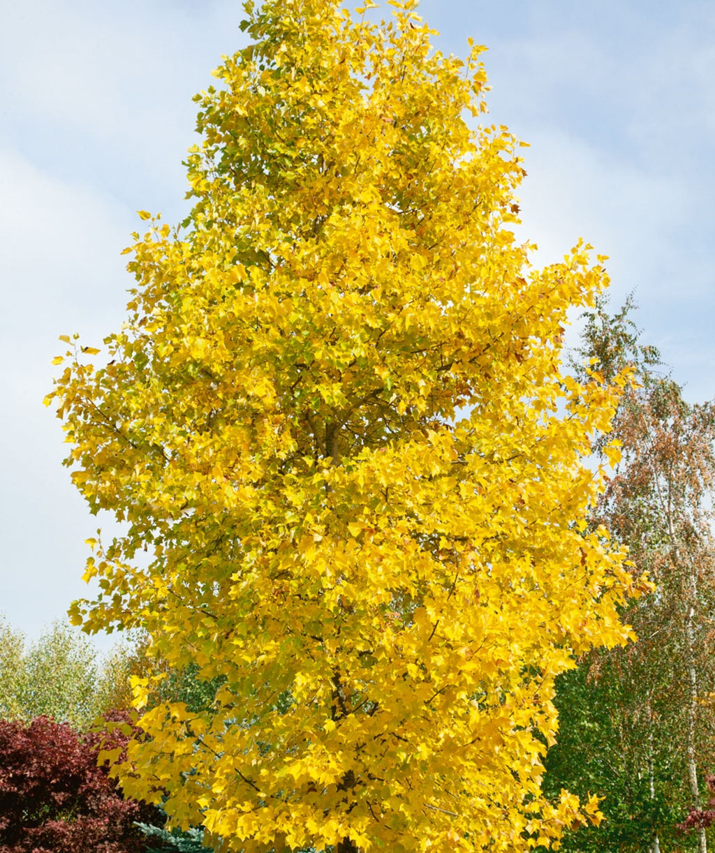 A large Tulip Poplar planted in a landscape showcasing the brilliant yellow fall color