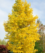 A large Tulip Poplar planted in a landscape showcasing the brilliant yellow fall color