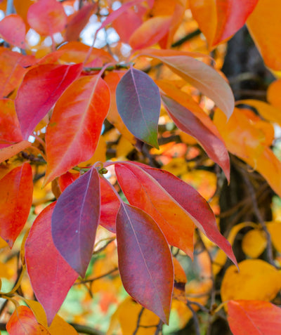 Close up of Tupelo Tower Black Gum fall colored foliage, conical shaped leaves that are hues of yellow orange and red in fall