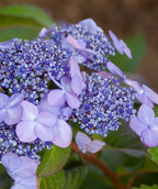 Twist-N-Shout® Endless Summer® Hydrangea in Bulk
