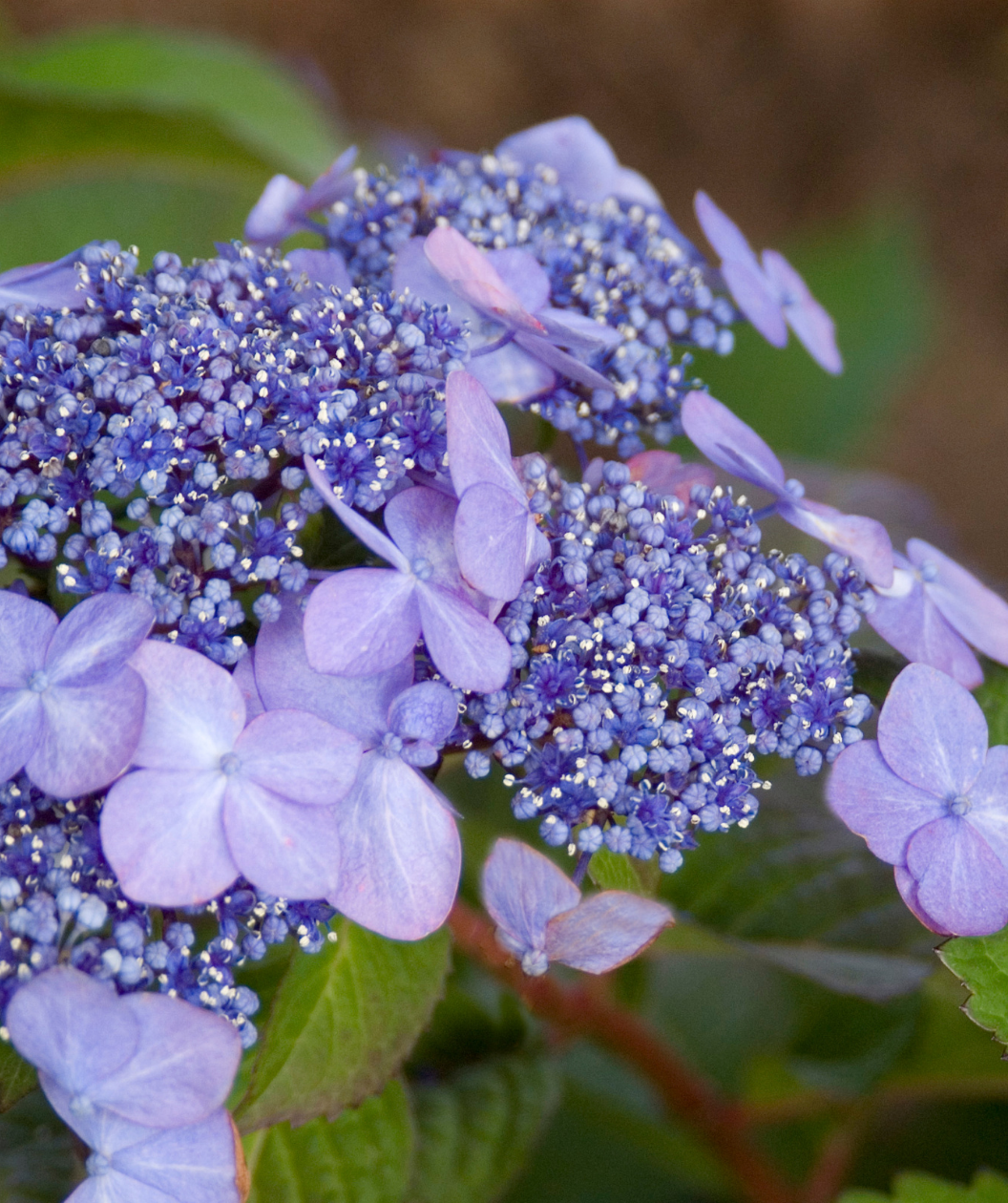 Twist-N-Shout® Endless Summer® Hydrangea in Bulk