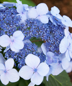 Twist-N-Shout® Endless Summer® Hydrangea in Bulk