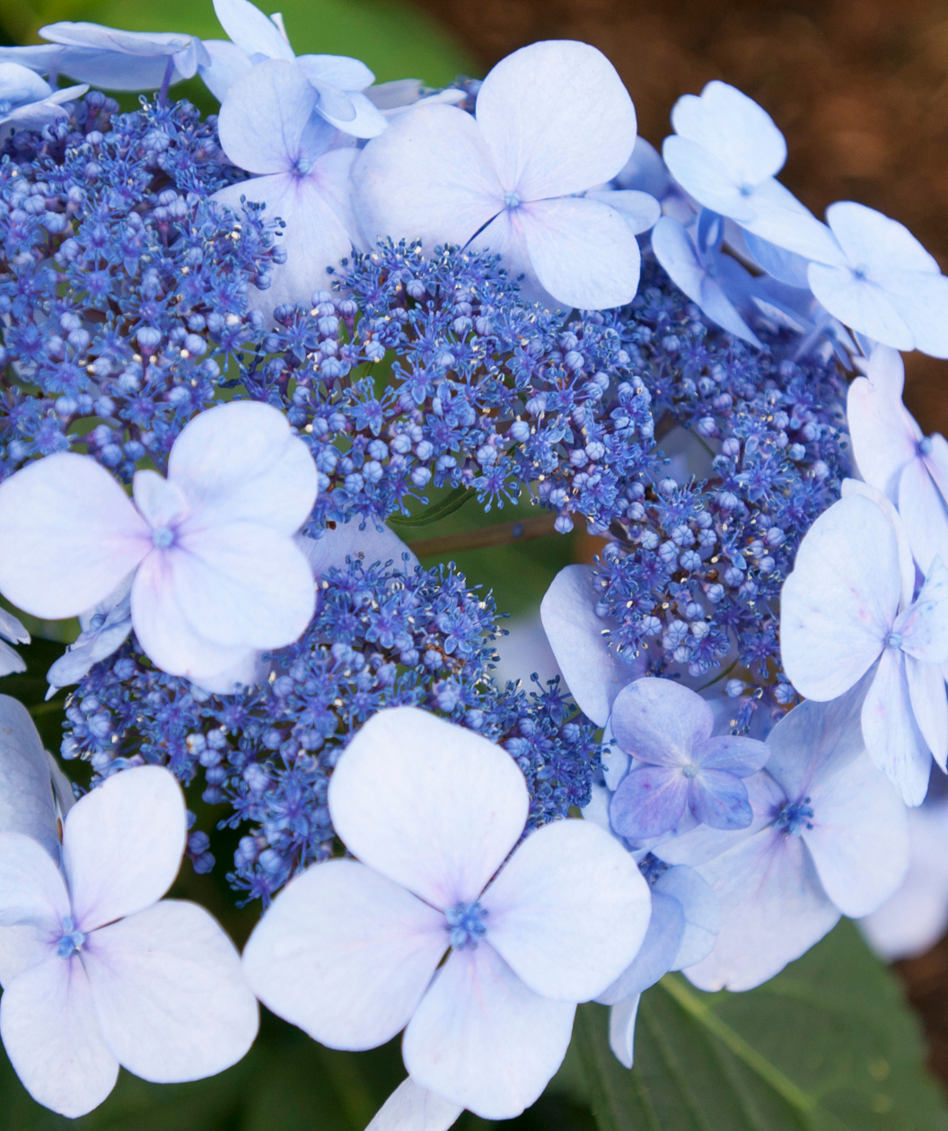 Twist-N-Shout® Endless Summer® Hydrangea in Bulk