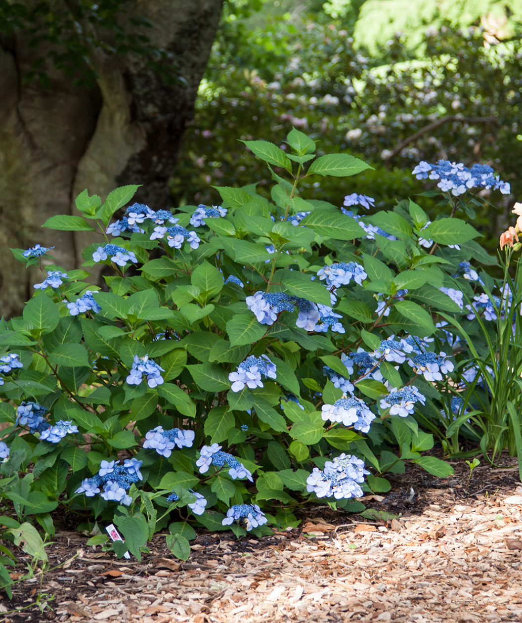 Twist-N-Shout® Endless Summer® Hydrangea in Bulk