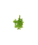 A closeup of the Twisted Brilliance Arborvitae lime to dark green foliage