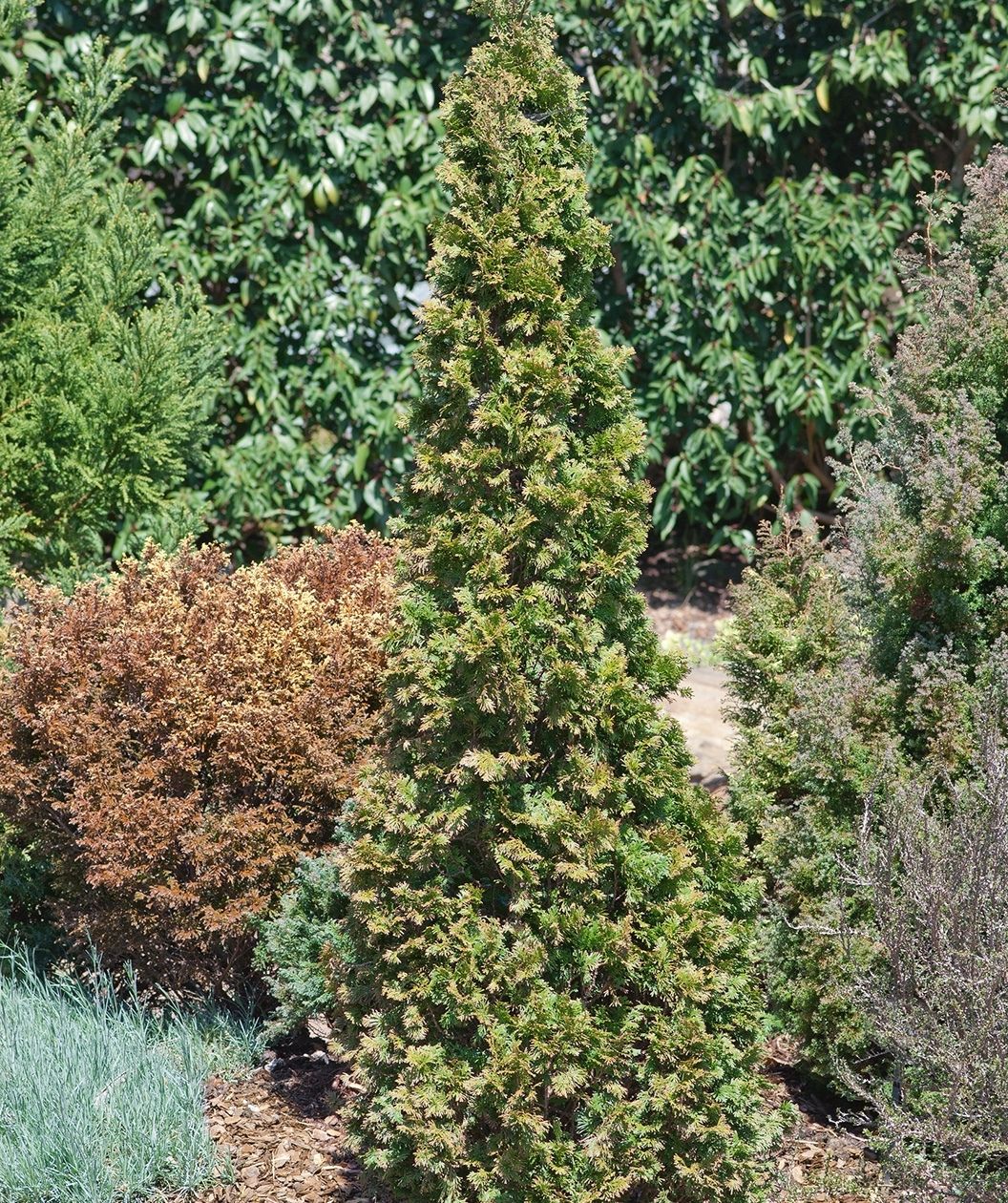 Twisted Brilliance Arborvitae Hedge – Bower & Branch