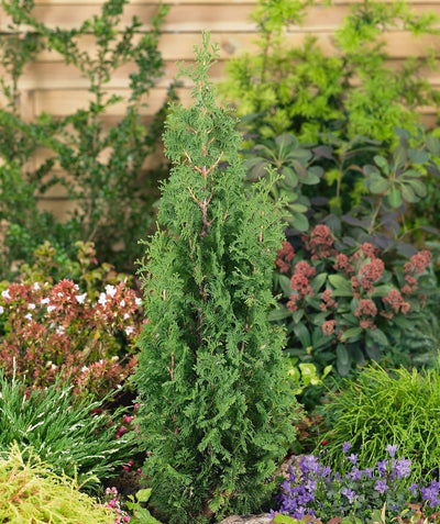 Twisted Brilliance Arborvitae with deep green foliage planted in a flowering landscape